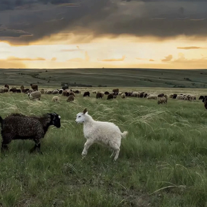 东北毛60发妇女毛片
